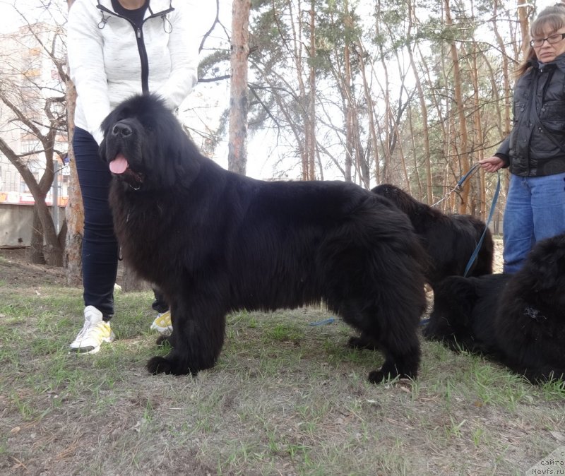 Фото: ньюфаундленд Njufort Karamel Dlya Strazhey Tatarstana (Ньюфорт Карамель для Стражей Татарстана)