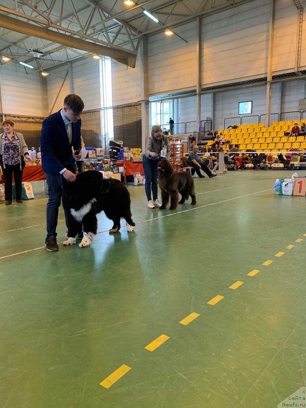 Фото: ньюфаундленд N'yufort Pacifik (Ньюфорт Пацифик)