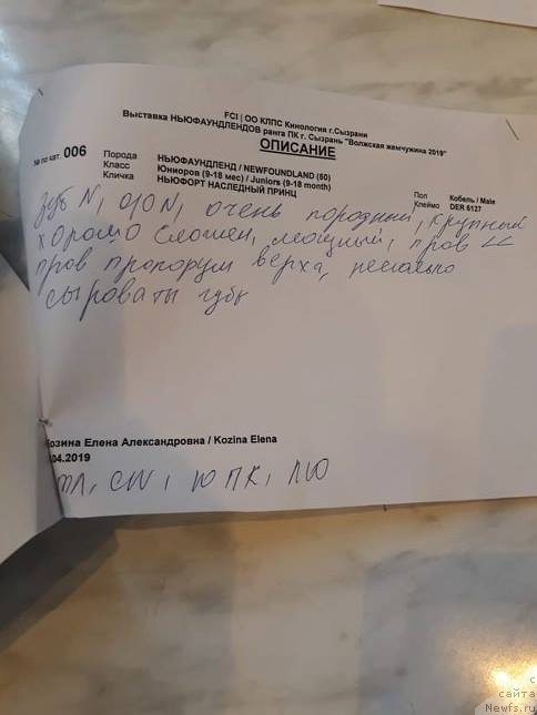 Фото: ньюфаундленд Njufort Nasledniy Prints (Ньюфорт Наследный Принц)