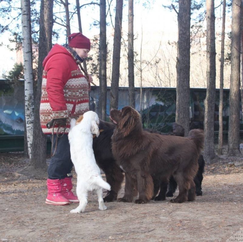 Фото: ньюфаундленд N'yufort Myellani Krasavica Parmyi (Ньюфорт Мэллани Красавица Пармы), Irina Gabova (Ирина Габова)