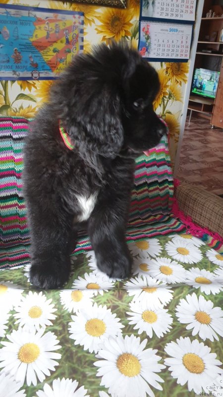 Фото: ньюфаундленд Zara ot Karel'skih Medvedey (Зара от Карельских Медведей)