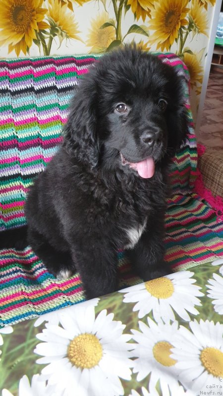 Фото: ньюфаундленд Zara ot Karel'skih Medvedey (Зара от Карельских Медведей)