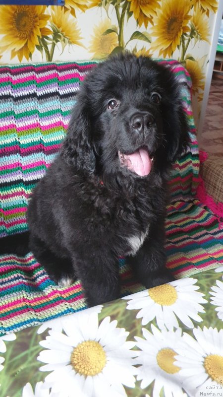 Фото: ньюфаундленд Zara ot Karel'skih Medvedey (Зара от Карельских Медведей)