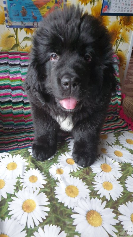 Фото: ньюфаундленд Zara ot Karel'skih Medvedey (Зара от Карельских Медведей)