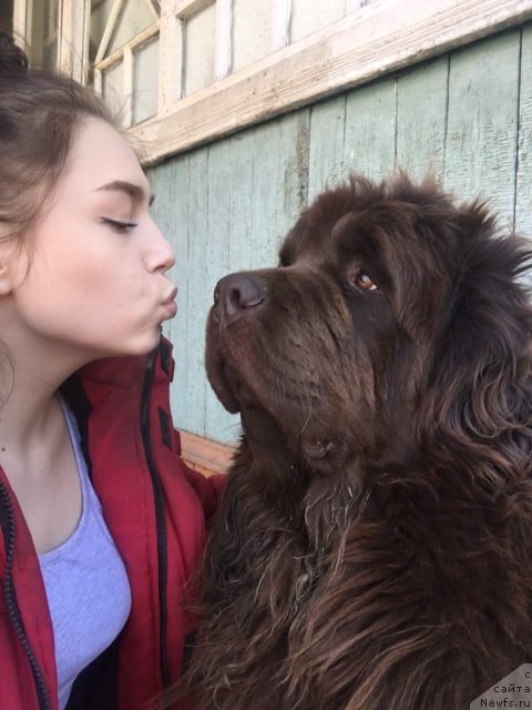 Фото: ньюфаундленд Hakku Shokoladnyy Medved (Хакку Шоколадный Медведь)