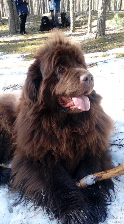 Фото: ньюфаундленд N'yufort Vivian (Ньюфорт Вивиан)