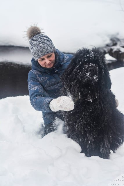 Фото: ньюфаундленд N'yufort Lyubimaya Zabava (Ньюфорт Любимая Забава)