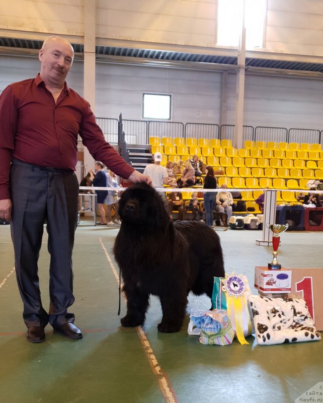 Фото: ньюфаундленд Noel Naslednitsa Vyatskiy Medved (Ноэль Наследница Вятских Медведей)