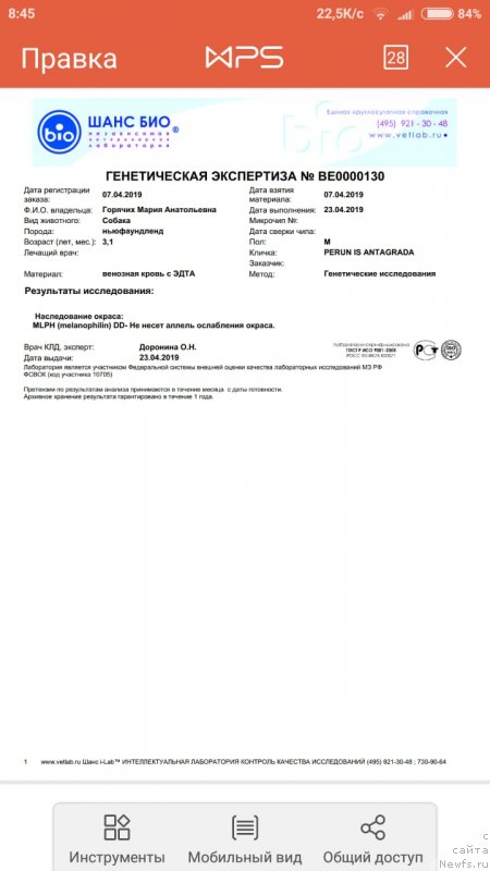 Фото: ньюфаундленд Perun is Antagrada (Перун из Антаграда)