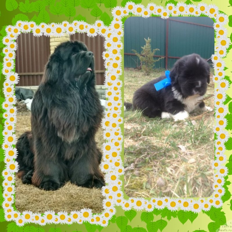 Фотография № 242432