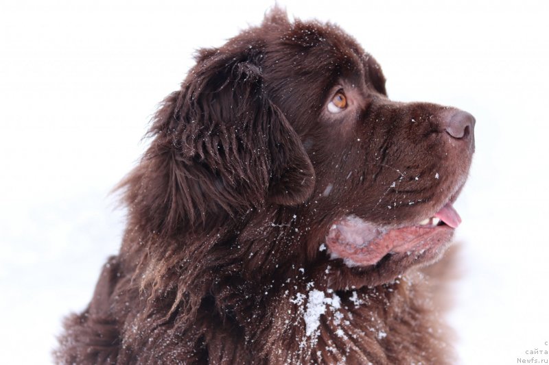Фото: ньюфаундленд Brownblood MSK Zhanara Haya (Браунблад МСК Жанара Хайя)
