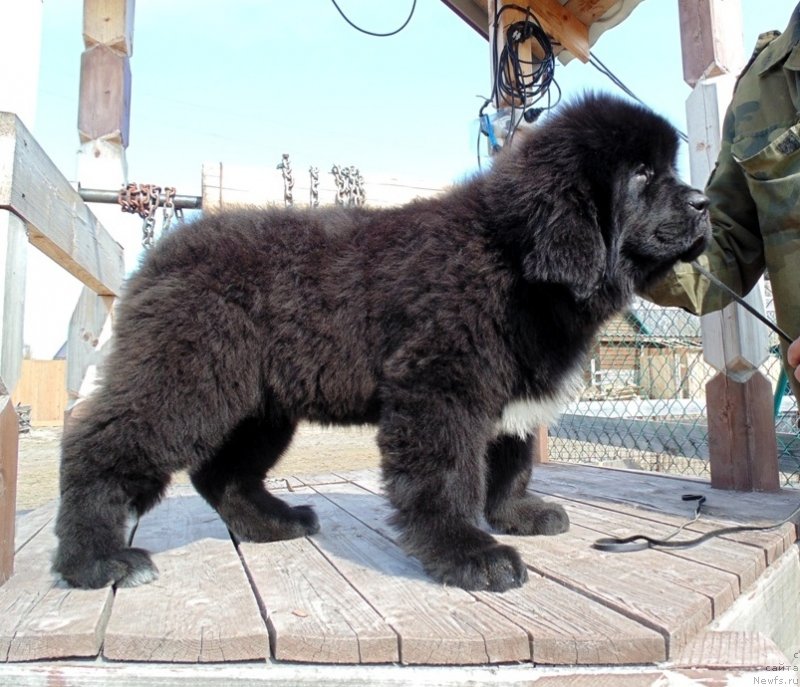 Фото: ньюфаундленд Zena ot Karel'skih Medvedey (Зена от Карельских Медведей)