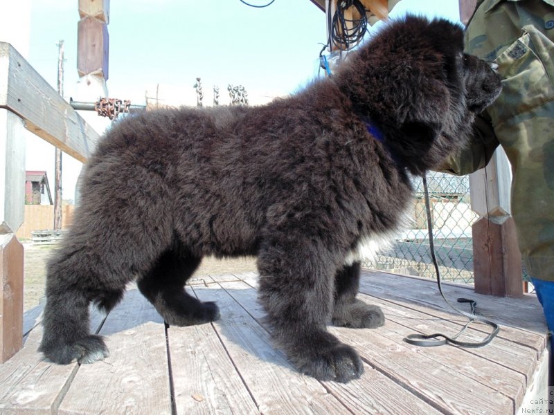 Фото: ньюфаундленд Zena ot Karel'skih Medvedey (Зена от Карельских Медведей)