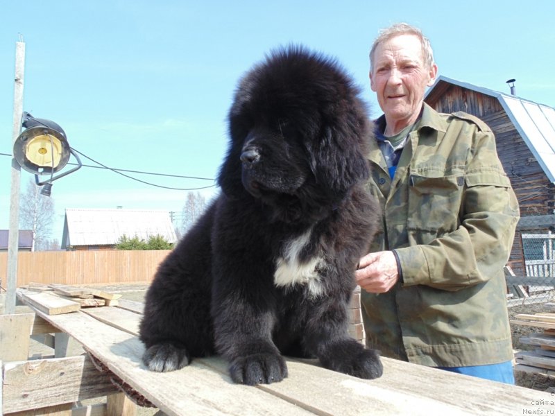 Фото: ньюфаундленд Zena ot Karel'skih Medvedey (Зена от Карельских Медведей)