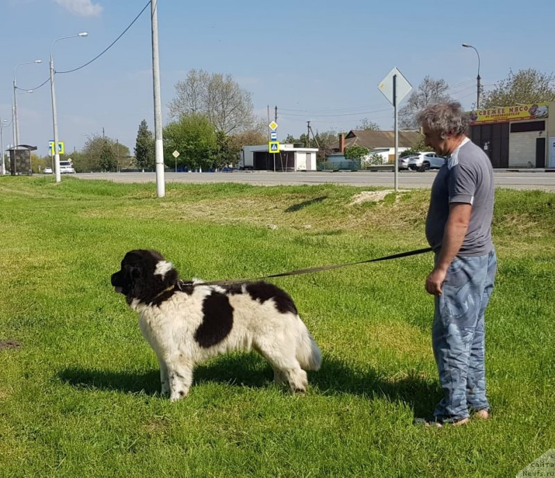 Фото: ньюфаундленд Dominika fo Lav ot Karel'skih Medvedey (Доминика фо Лав от Карельских Медведей)