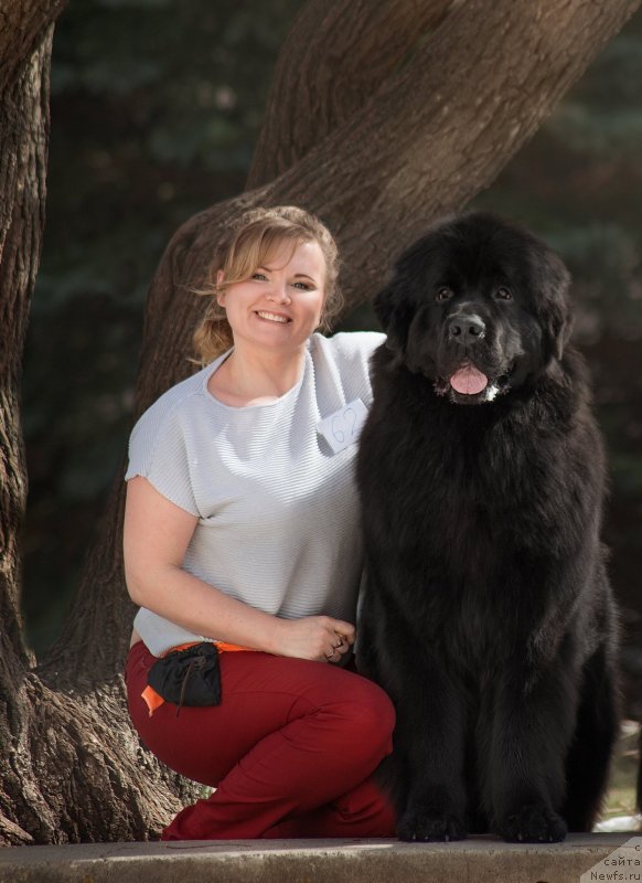 Фото: ньюфаундленд Belkonder-Klab Marsel'eza (Белкондер-Клаб Марсельеза), YUliya Kulinich (Юлия Кулинич)