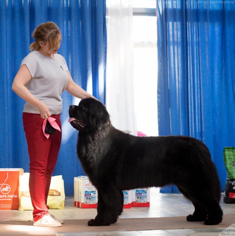Фото: ньюфаундленд Belkonder-Klab Marsel'eza (Белкондер-Клаб Марсельеза), YUliya Kulinich (Юлия Кулинич)