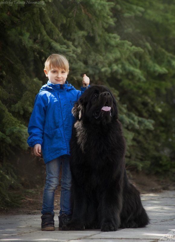 Фото: ньюфаундленд Belkonder-Klab Marsel'eza (Белкондер-Клаб Марсельеза)