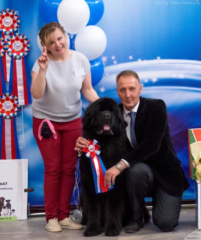 Фото: ньюфаундленд Belkonder-Klab Marsel'eza (Белкондер-Клаб Марсельеза), YUliya Kulinich (Юлия Кулинич)