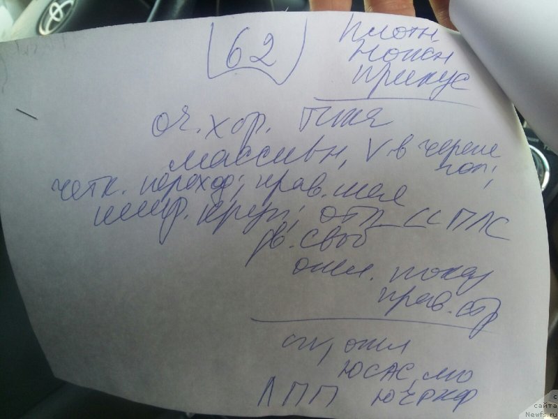 Фото: ньюфаундленд Belkonder-Klab Marsel'eza (Белкондер-Клаб Марсельеза)