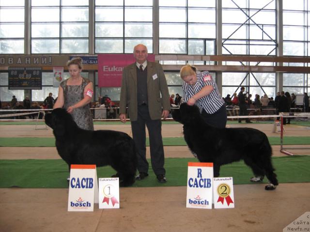 Фото: ньюфаундленд Midnight Lady's Voodoo Priest, ньюфаундленд Gift of Destiny Midnight Bear, Ol'ga Zalivako (Ольга Заливако), Anastasiya Zalivako (Анастасия Заливако)