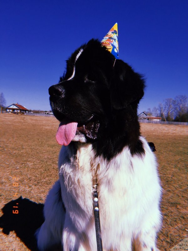 Фото: ньюфаундленд Dior ot Karel'skih Medvedey (Диор от Карельских Медведей)