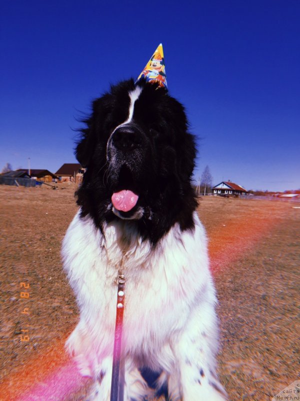 Фото: ньюфаундленд Dior ot Karel'skih Medvedey (Диор от Карельских Медведей)