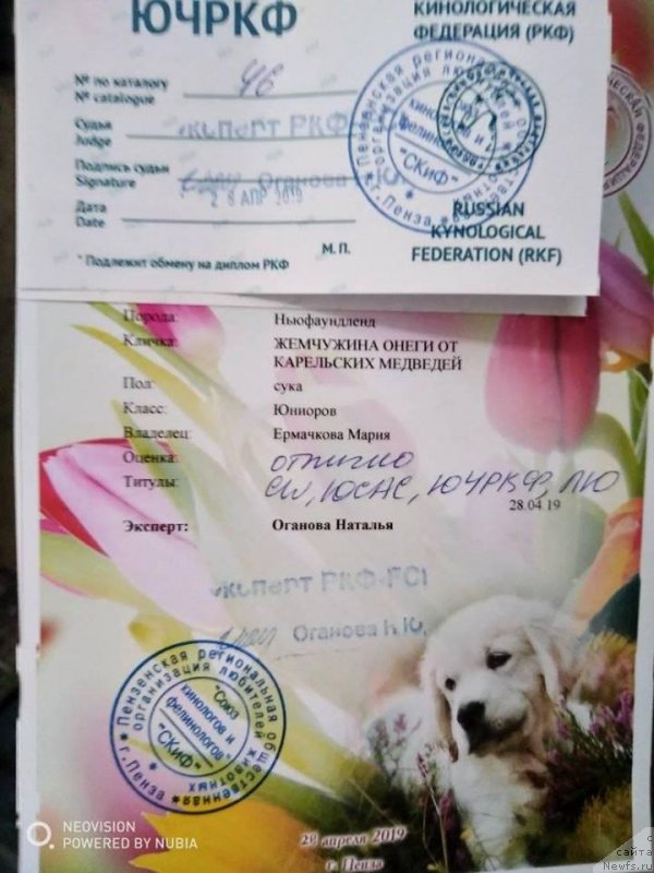 Фото: ньюфаундленд Jemchujina Onegi ot Karel'skih Medvedey (Жемчужина Онеги от Карельских Медведей)