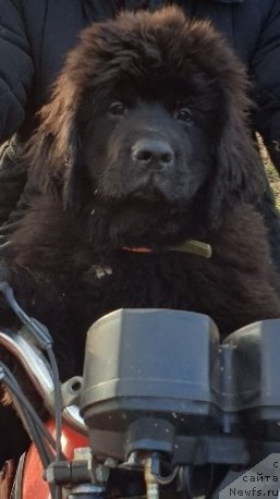 Фото: ньюфаундленд Nezhnaya Karamelka Fiona (Нежная Карамелька Фиона)