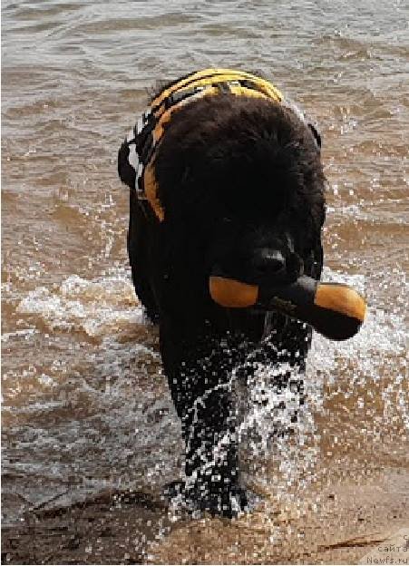 Фото: ньюфаундленд YElis Blyuz Podarok Sud'byi (Элис Блюз Подарок Судьбы)