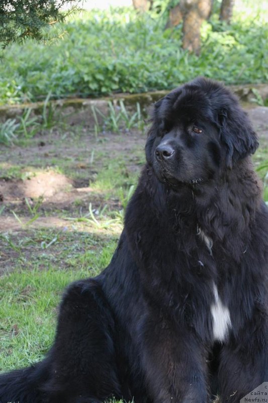 Фото: ньюфаундленд YElis Blyuz Podarok Sud'byi (Элис Блюз Подарок Судьбы)