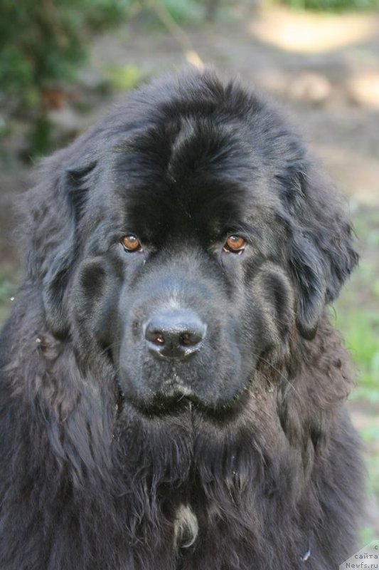 Фото: ньюфаундленд YElis Blyuz Podarok Sud'byi (Элис Блюз Подарок Судьбы)