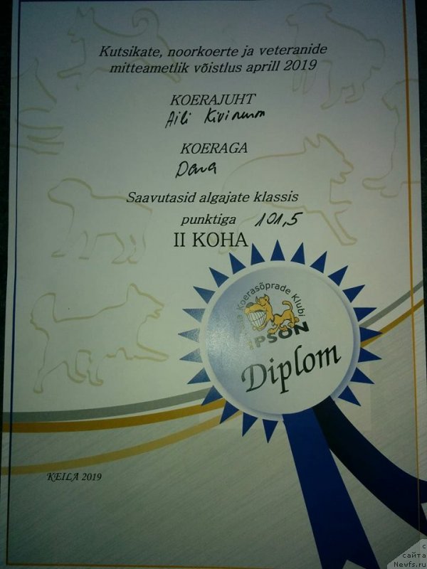 Фото: ньюфаундленд YElis Blyuz Podarok Sud'byi (Элис Блюз Подарок Судьбы)