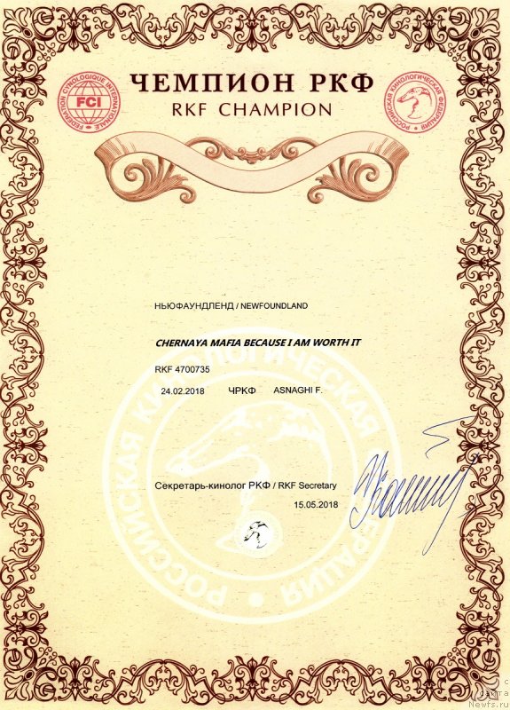 Фото: ньюфаундленд Chernaya Mafia Because I Am Worth It (Черная Мафия Бекаусе И Ам Вортх Ит)