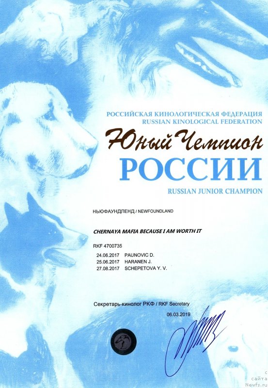 Фото: ньюфаундленд Chernaya Mafia Because I Am Worth It (Черная Мафия Бекаусе И Ам Вортх Ит)