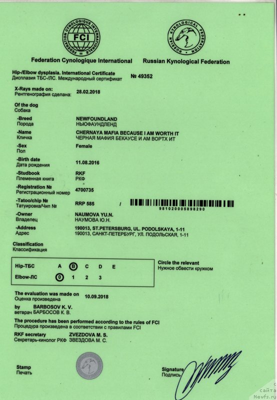 Фото: ньюфаундленд Chernaya Mafia Because I Am Worth It (Черная Мафия Бекаусе И Ам Вортх Ит)