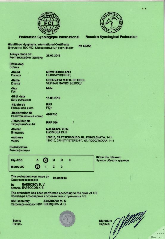 Фото: ньюфаундленд Chernaya Mafia Be Cool (Черная Мафия Бе Коол)