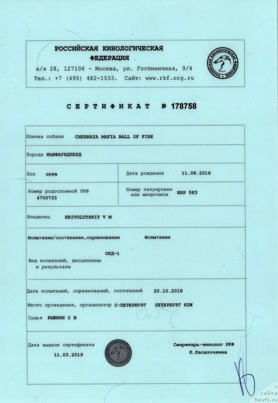 Фото: ньюфаундленд Chernaya Mafia Ball of Fire (Черная Мафия Балл оф Фире)