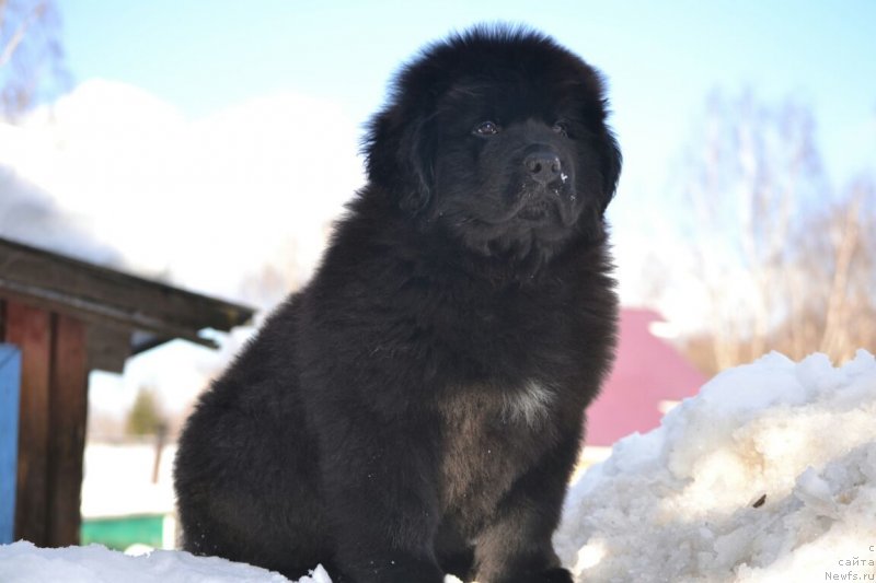 Фото: ньюфаундленд Vyatskiy Medved' Platon (Вятский Медведь Платон)