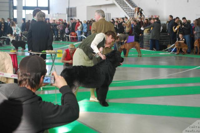 Фото: ньюфаундленд Smigar Imperiya Strasti (Смигар Империя Страсти)