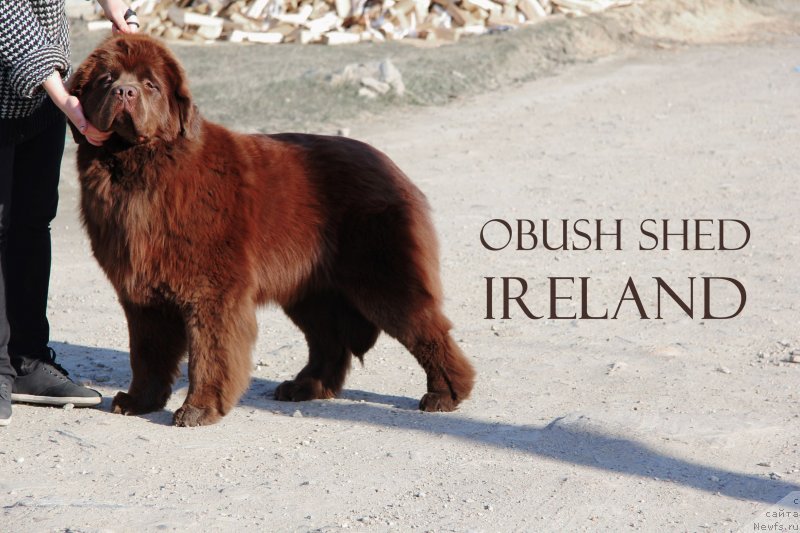 Фото: ньюфаундленд Obush Shed Ireland (Обуш Шед Ирелэнд)