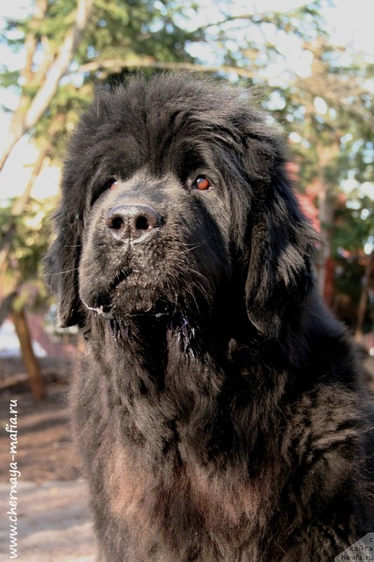 Фото: ньюфаундленд YUvelirika Magiya Roskoshi (Ювелирика Магия Роскоши)