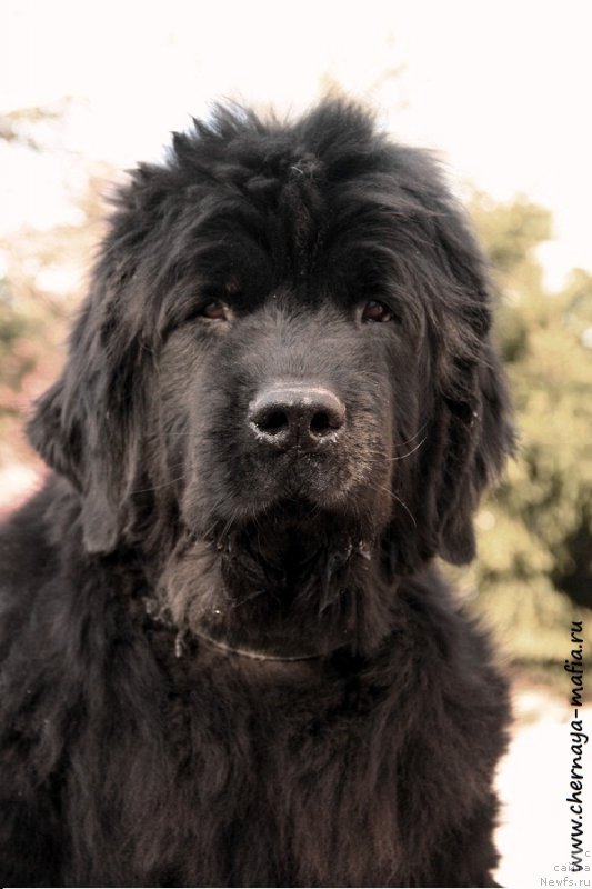 Фото: ньюфаундленд YUvelirika Magiya Roskoshi (Ювелирика Магия Роскоши)