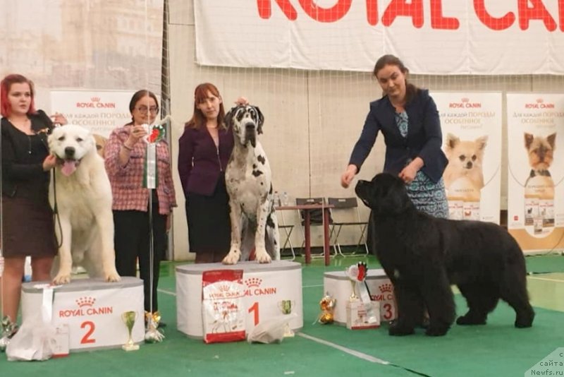 Фото: ньюфаундленд Akvian Song Tequila Gold (Аквиан Сонг Текила Голд)