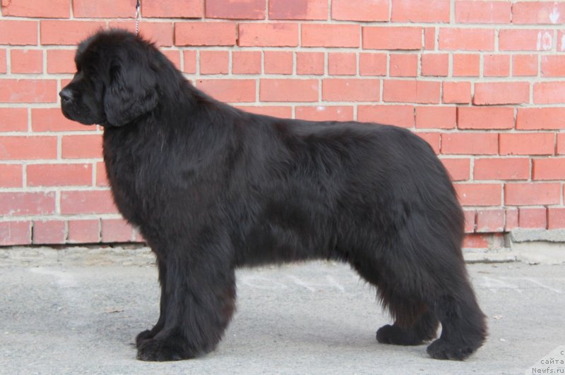 Фото: ньюфаундленд Akvian Song Tequila Gold (Аквиан Сонг Текила Голд)