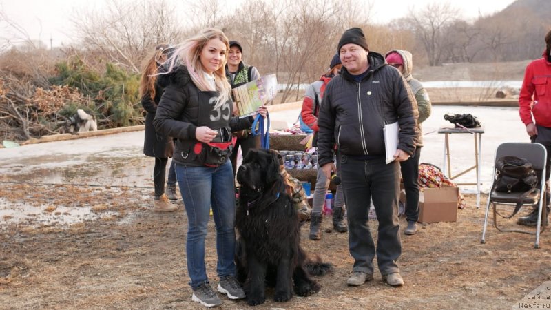 Фото: ньюфаундленд Talisman Morya Korvet (Талисман Моря Корвет)
