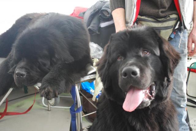 Фото: ньюфаундленд Smigar Imperiya Strasti (Смигар Империя Страсти)