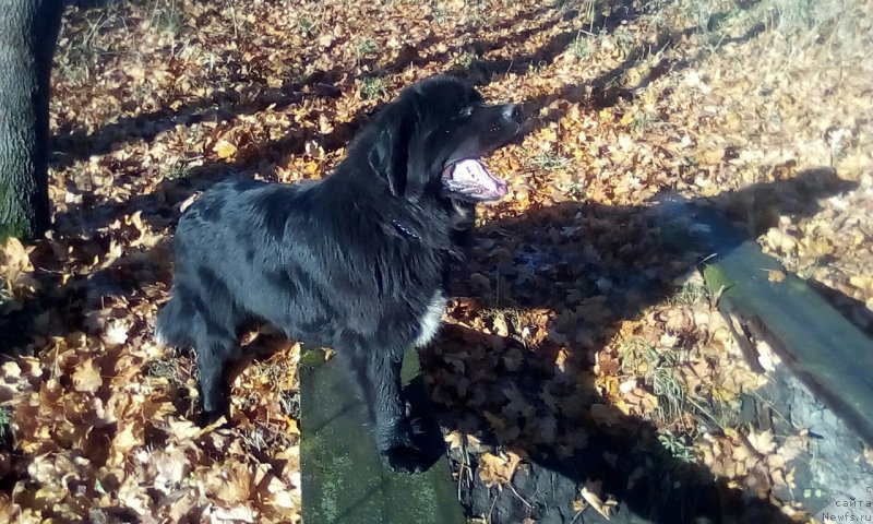 Фото: ньюфаундленд Astoria Limetta (Астория Лиметта)