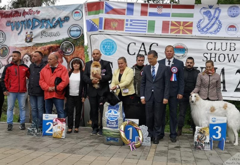 Фото: ньюфаундленд N'yufort Instinkt Vinner Knayt Itus (Ньюфорт Инстинкт Виннер Кнайт Итус)