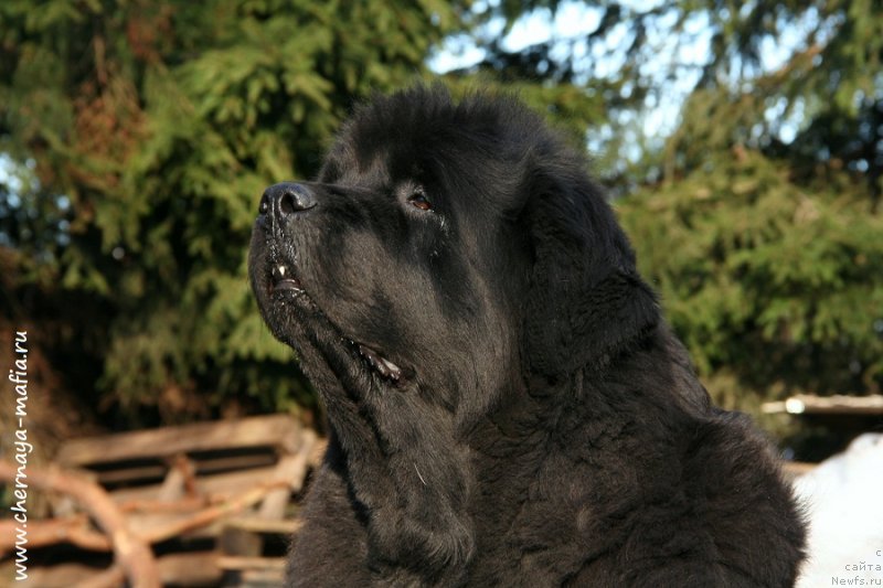 Фото: ньюфаундленд Beguschaya po Volnam Royal Flash (Бегущая по Волнам Роуал Флаш)